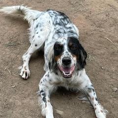 Butters - English Setter