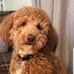 Chance - Labradoodle