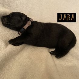 German Shepherd Puppies from High Voltage GSD