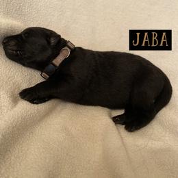 German Shepherd Puppies from High Voltage GSD