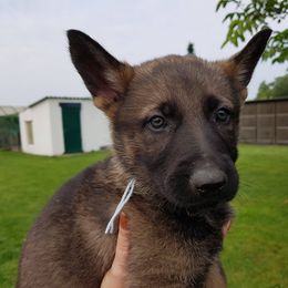 German Shepherd Puppies from Von Gonta Haus German Shepherds