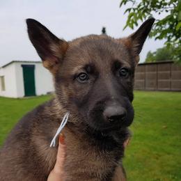 German Shepherd Puppies from Von Gonta Haus German Shepherds