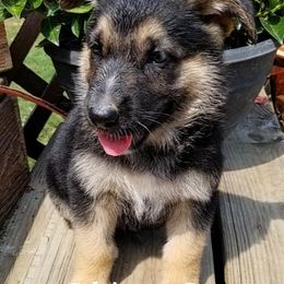 German Shepherd Puppies from Haus of Vu von Sven