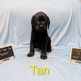 Tan - Black female Labrador Retriever puppy in Parma, Idaho from Campbell Valley Labradors