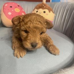 Pekingese, Poodle, and Shih Tzu Puppies from Happy puppies