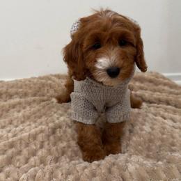 Hazel - Red  female Goldendoodle puppy in Anaheim, California from Cuddle Bear Doodles