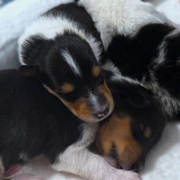 Boy 2 - male Collie puppy in Venice, Florida from SUNCREST COLLIES