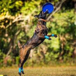 Belgian Malinois and Dutch Shepherd All Grown Up from Berserkermalinoiskennel