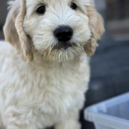 Goldendoodle Puppies from Gentry Doodles