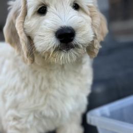 Goldendoodle Puppies from Gentry Doodles