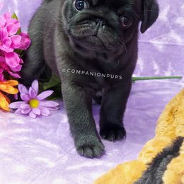 Pug Puppies from Companion Pups