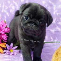 Pug Puppies from Companion Pups