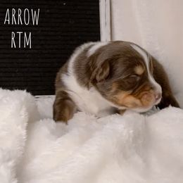 Boy 4 - male Australian Shepherd puppy in Markleville, Indiana from Take Five Aussies