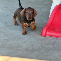 Jim - Red male Dachshund puppy in Sulphur Springs, Texas from Waggin Beach Paradise Doxies