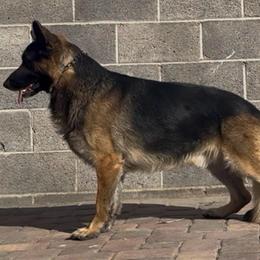Negan - German Shepherd