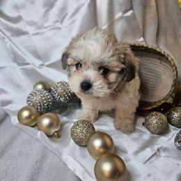 Biscuit - Cream and white male Shih Tzu puppy in Tuscola, Illinois from Dream on puppies