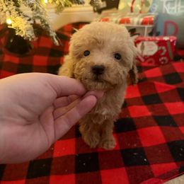 Finny - Cream male Goldendoodle puppy in Chesnee, South Carolina from Megan’s Spoiled Standards