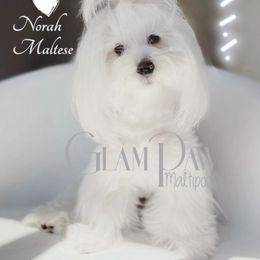 Norah - Maltese