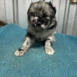 Batman - Blue merle male Australian Shepherd puppy in Whitwell, Tennessee from Owl Hollow Farm