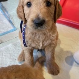 Goldendoodle Puppies from Jasperdoodle.com