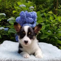 American Corgi and Pembroke Welsh Corgi Puppies from Whimsical Treasure Corgis