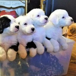 Old English Sheepdog Puppies from Wild-n-Woolly Old English Sheepdogs