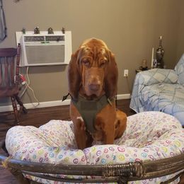 Bloodhounds from Bloodhound Breeders