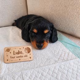 Luke - Black and tan male Dachshund puppy in Inman, South Carolina from Shadow Acres
