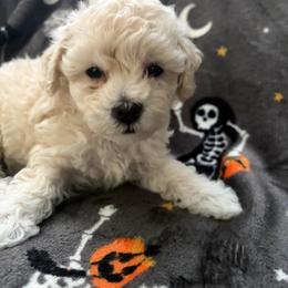 Ollie - White female Maltipoo puppy in Lochbuie, Colorado from ABLE