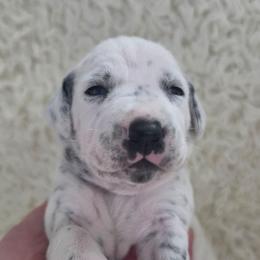 Birch (Brown Collar Boy) - White and black male Dalmatian puppy in Centereach, New York from LINY Dalmatians
