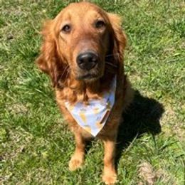 Harper - Golden Retriever