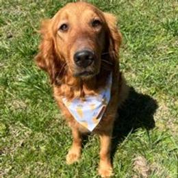 Harper - Golden Retriever