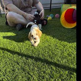 Brown Collar-Ace - Red and white male Beagle puppy in Las Vegas, Nevada from Hound Kings