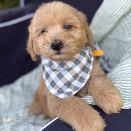 Ray - Red male Whoodle puppy in Rising Sun, Indiana from Ruby Lane Doodles