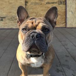 Pearl - French Bulldog