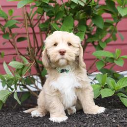 Hudson - Caramel male Australian Labradoodle puppy in Williamstown, New York from Lewis Manor Labradoodles