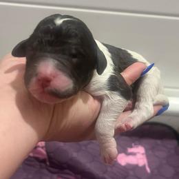 Boy 1 - Parti male Poodle puppy in Calimesa, California from Teakwoodpoodleofsocal