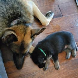 German Shepherds from GSD BFF INDIANA