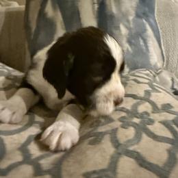 Mik Jagger - Liver and white male English Springer Spaniel puppy in Memphis, Tennessee from Lynn Bee Avenue