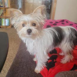 Yorkshire Terriers from Partin’s Yorkies