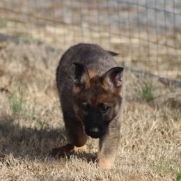 Otega - Sable German Shepherd puppy in Linwood, North Carolina from Johnson K9s
