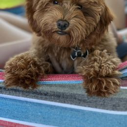 Double Doodle and Goldendoodle Puppies from My Favorite Doodle