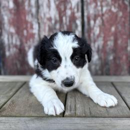 Coriander (Boy 1) - Black and white male Border Collie puppy in Mosheim, Tennessee from Elawodi Border Collies