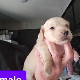 3 - Cream male Dachshund puppy in Lansing, Michigan from Black Thunder 517 Dachshunds and frenchies