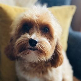 Bree - Cavapoo