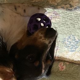 Dachshunds from TJ Dachshunds