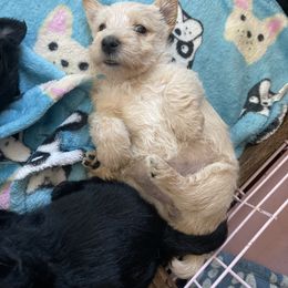 Red wheaten girl - Wheaten female Scottish Terrier puppy in Brule, Nebraska from Scottyland Yard