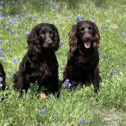Boykin Spaniels from Bosque River Boykins