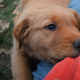 Golden Retriever Puppies from Tammy P. Roth