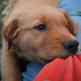 Golden Retriever Puppies from Tammy P. Roth